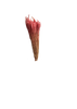 Phleum