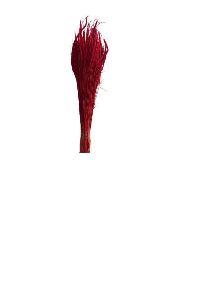 Phleum