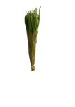 Phleum