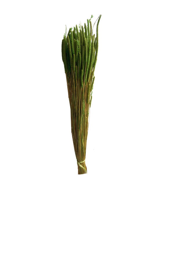 Phleum