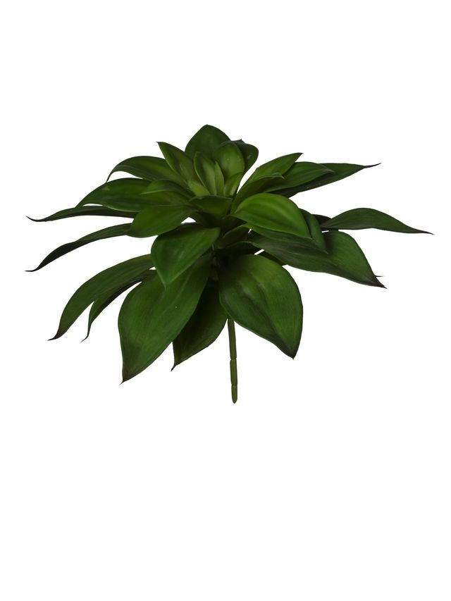 Plante grasse