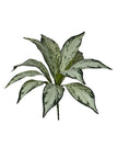 Piquet de aglaonema
