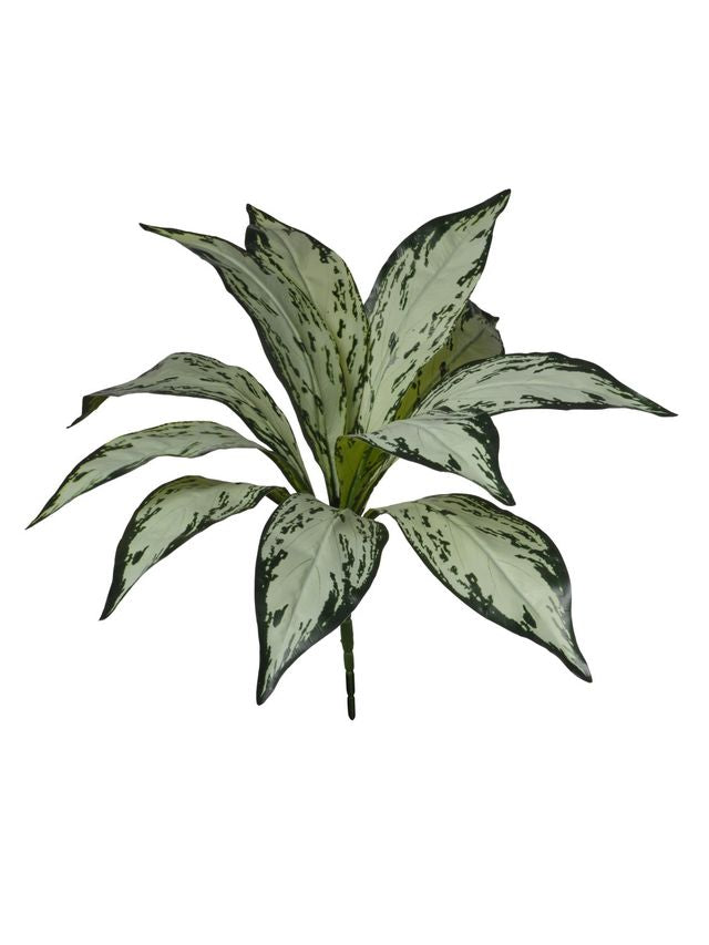 Piquet de aglaonema
