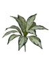 Piquet de aglaonema