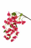 Piquet de bougainvillier
