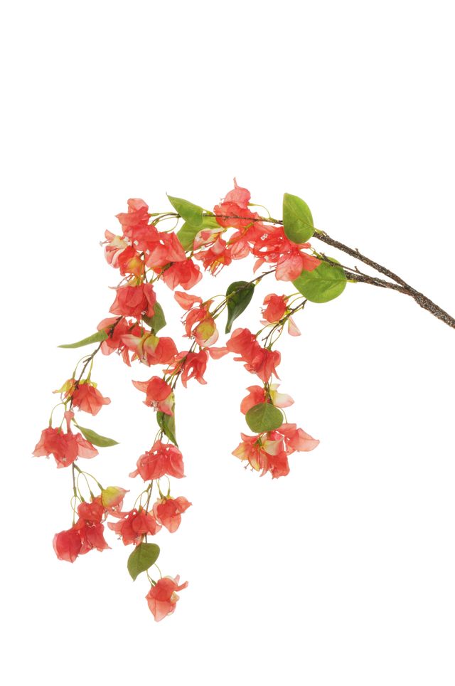 Piquet de bougainvillier