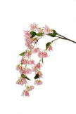 Piquet de bougainvillier