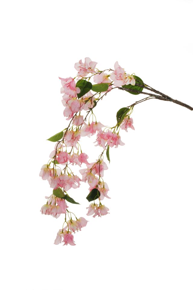 Piquet de bougainvillier