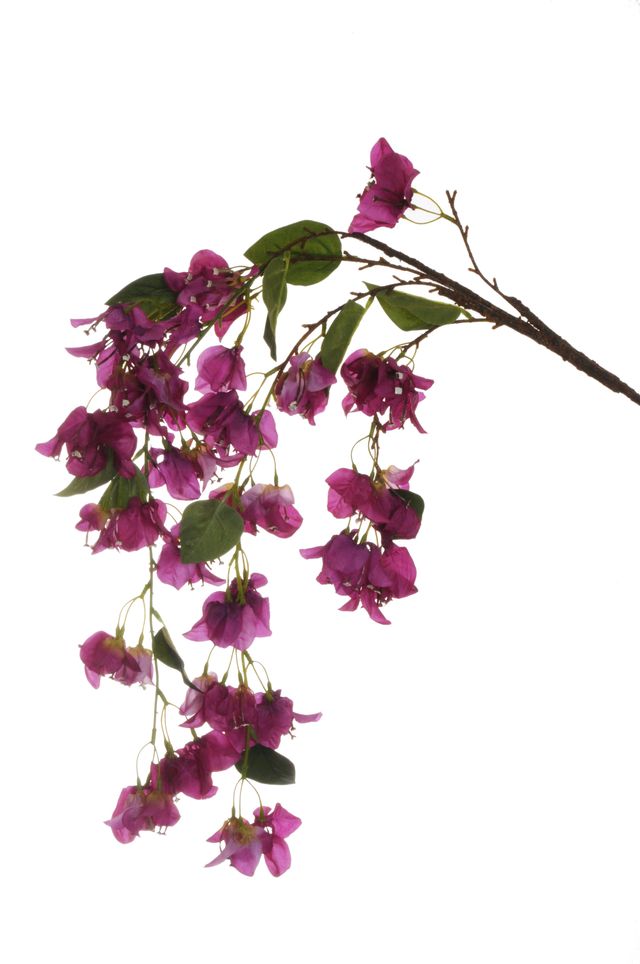 Piquet de bougainvillier