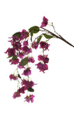 Piquet de bougainvillier