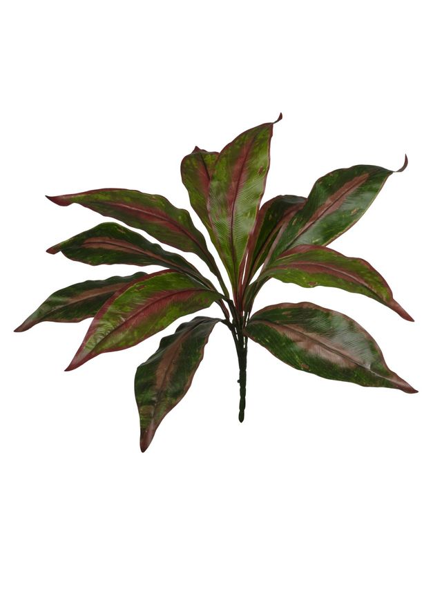 Piquet de dracena