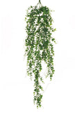 Piquet de eucalyptus