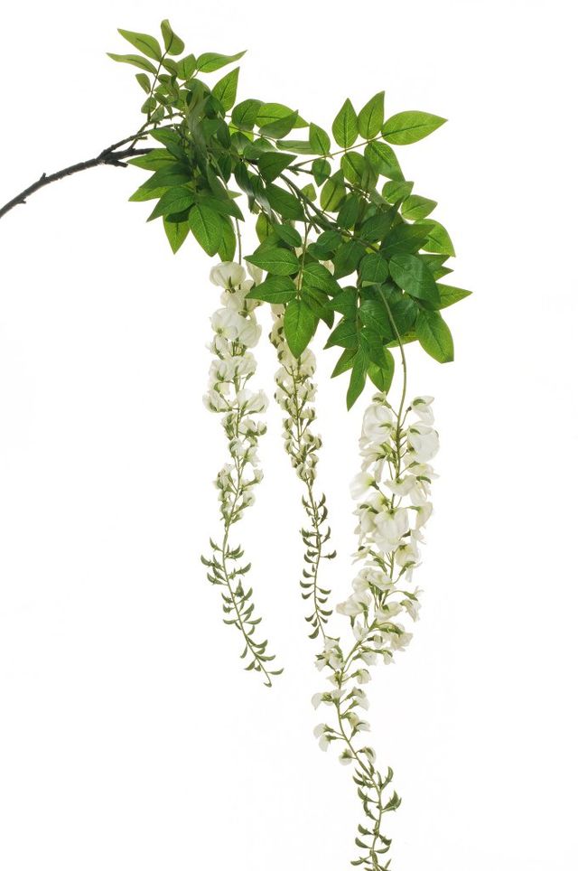 Piquet de glycine