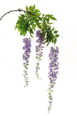 Piquet de glycine