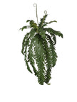 Piquet de monstera retombant