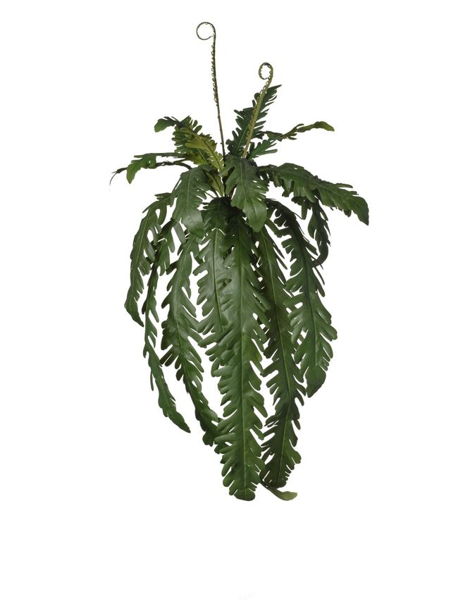 Piquet de monstera retombant
