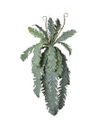 Piquet de monstera retombant
