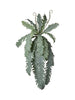 Piquet de monstera retombant