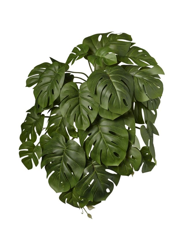 Piquet de monstera