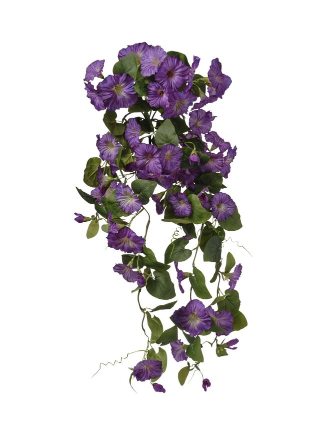 Piquet de petunia