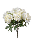Pivoine