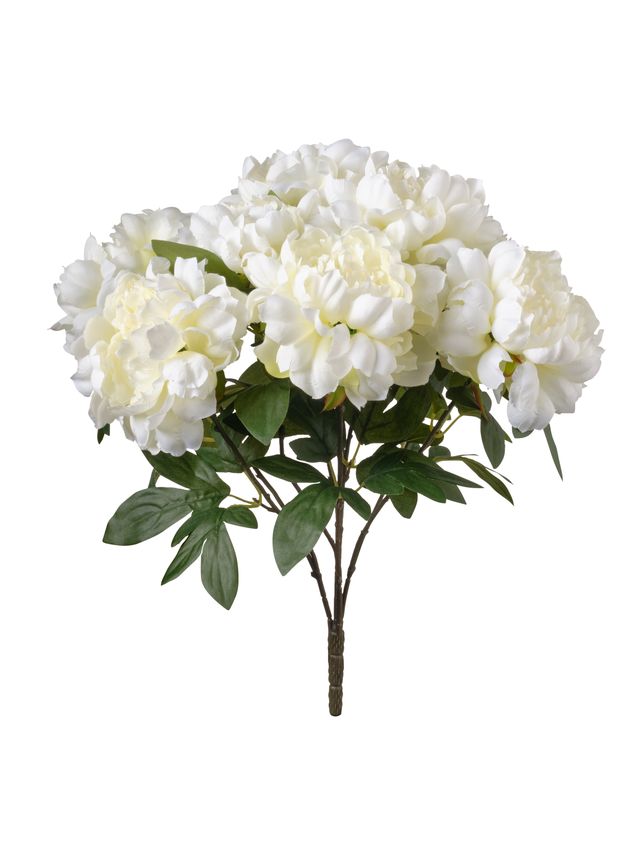 Pivoine