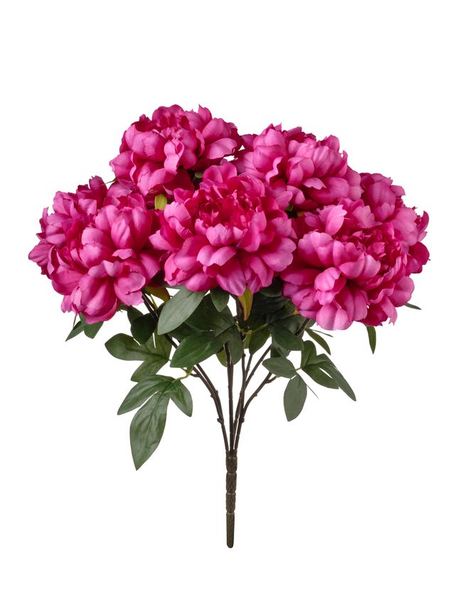 Pivoine