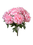 Pivoine