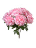 Pivoine