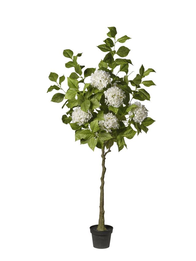 Plante d’hortensia