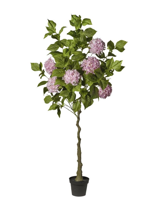 Plante d’hortensia
