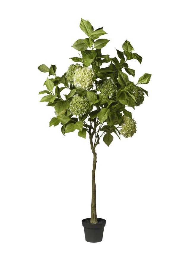 Plante d’hortensia