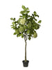 Plante d’hortensia