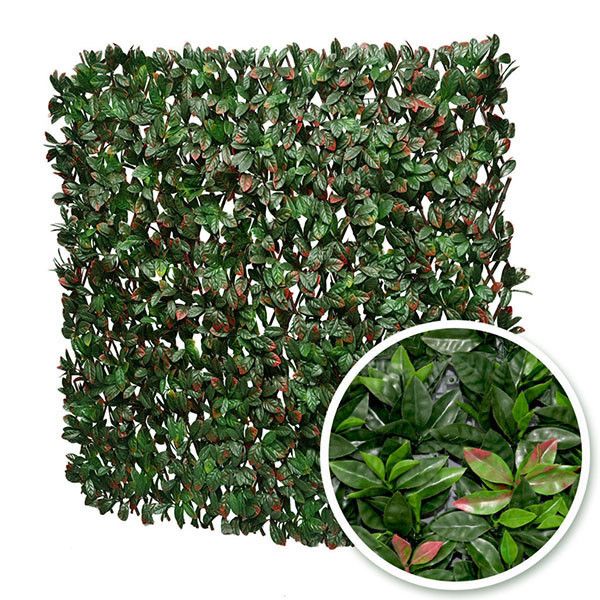 Plaque végétale feuilles de photinia