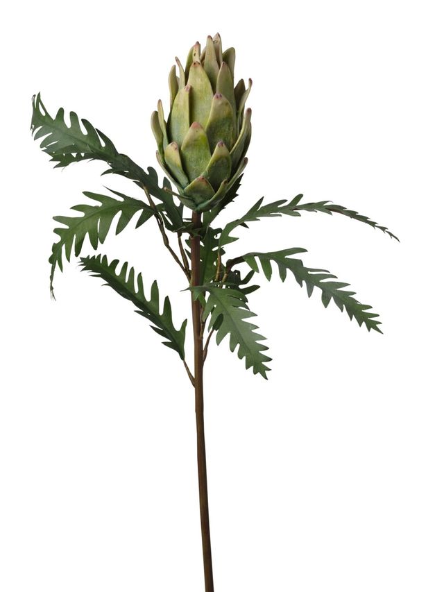 Protea cyneroides