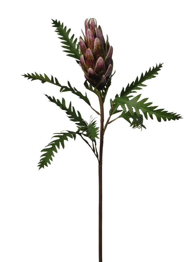 Protea cyneroides