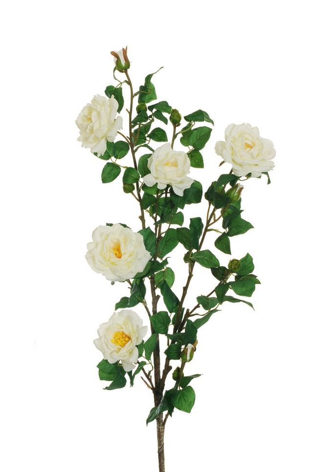 Rose de jardin sur tige