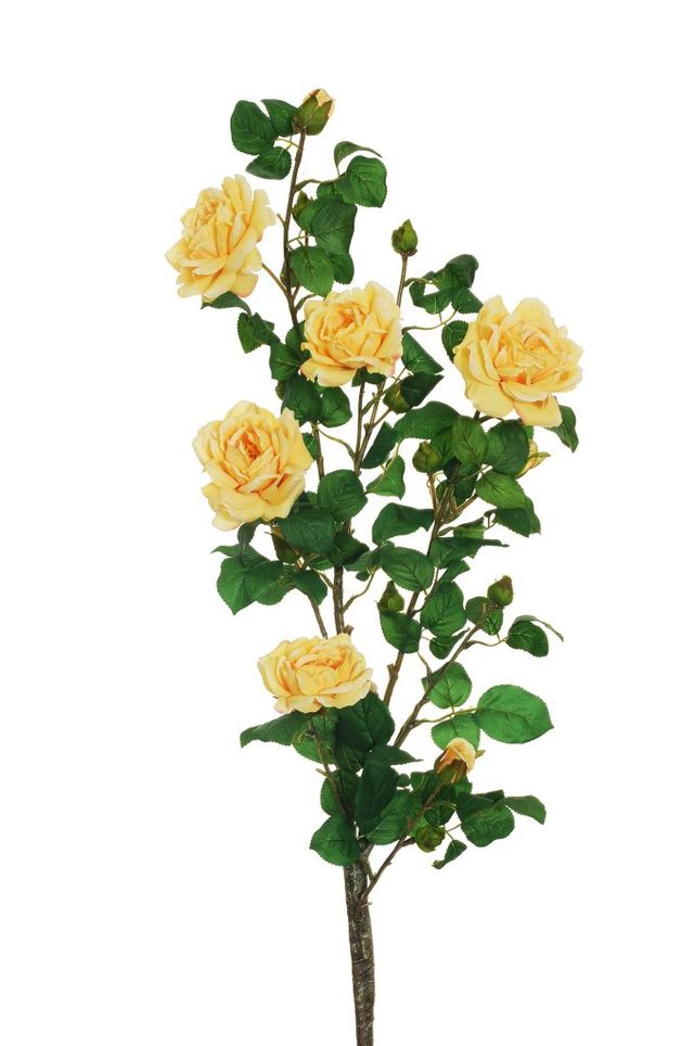 Rose de jardin sur tige