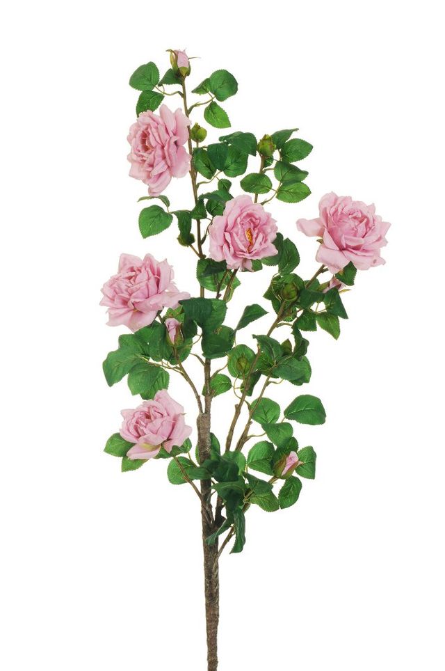 Rose de jardin sur tige