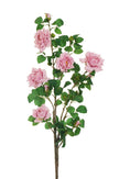 Rose de jardin sur tige