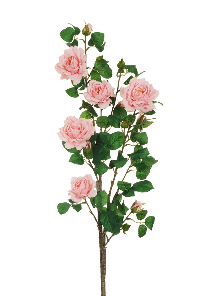 Rose de jardin sur tige