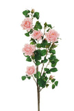 Rose de jardin sur tige