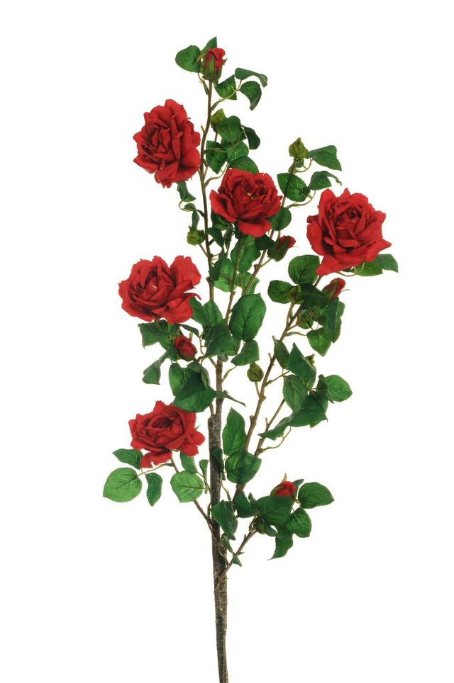 Rose de jardin sur tige