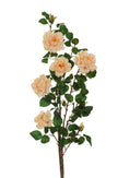 Rose de jardin sur tige