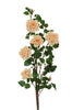 Rose de jardin sur tige