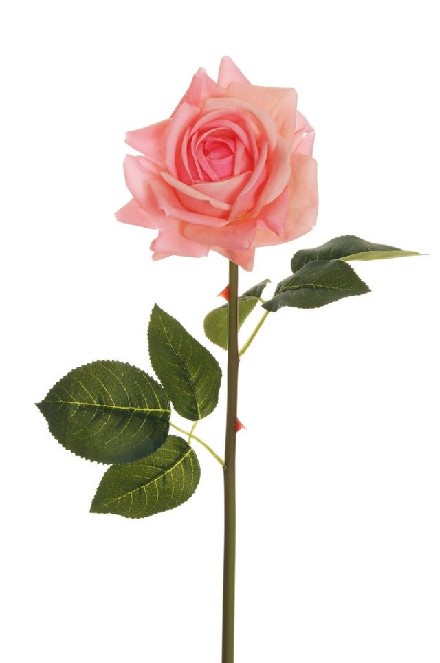 Rose réaliste