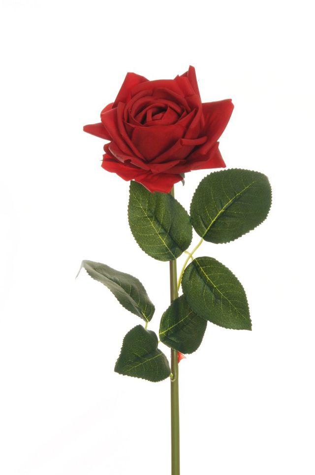 Rose réaliste