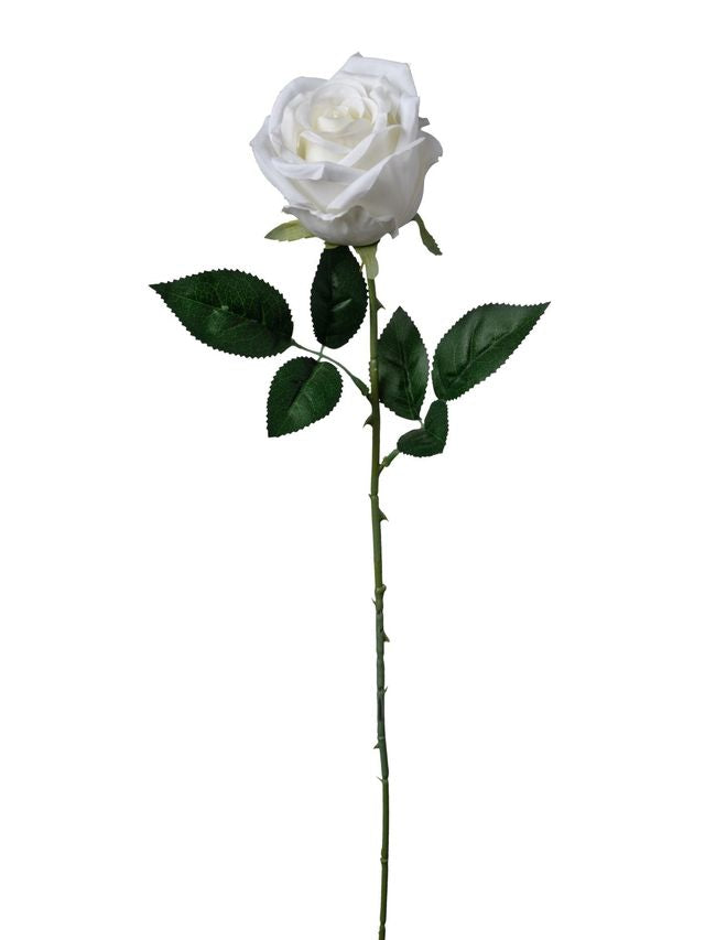 Rose sur tige