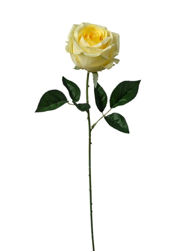 Rose sur tige