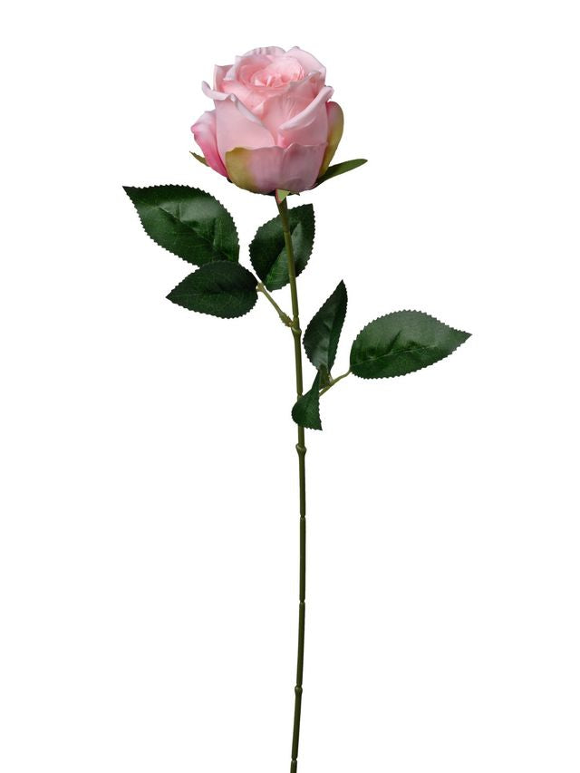 Rose sur tige